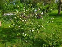 Aronia busch Beere Nordrhein-Westfalen - Bünde Vorschau