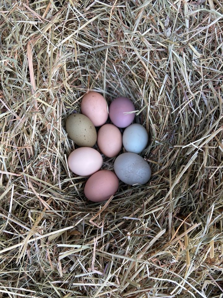 Bunte Bruteier Hühner, Easter Egger, Olivleger, Marans, Naturbrut in Kirchdorf b Haag i OB