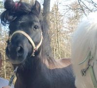 Pflegebeteiligung Pony Shetty Pflegepony Niedersachsen - Göhrde Vorschau