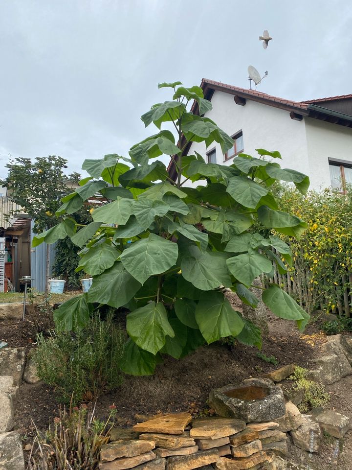 Blauglockenbaum,  Kiri-Baum, Kaiserbaum, Kaiser-Paulownie in Pliezhausen