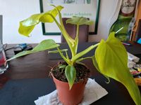 Philodendron martianum mit Topf und substrat Nordrhein-Westfalen - Altenberge Vorschau