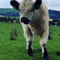 white Galloways Bulle Kalb Absetzer Kuh Rind Niedersachsen - Seesen Vorschau