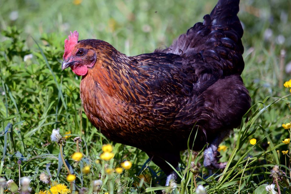 Hühner, Geflügel, Legehennen in Au