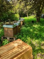 Bienen Schwarm fangen Rheinland-Pfalz - Ockenfels Vorschau