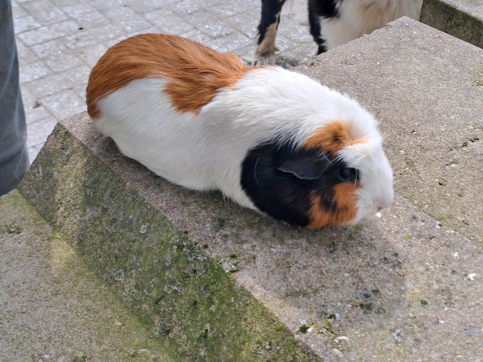 Verkaufe weibliche und männliche Meerschweinchen in Schapen