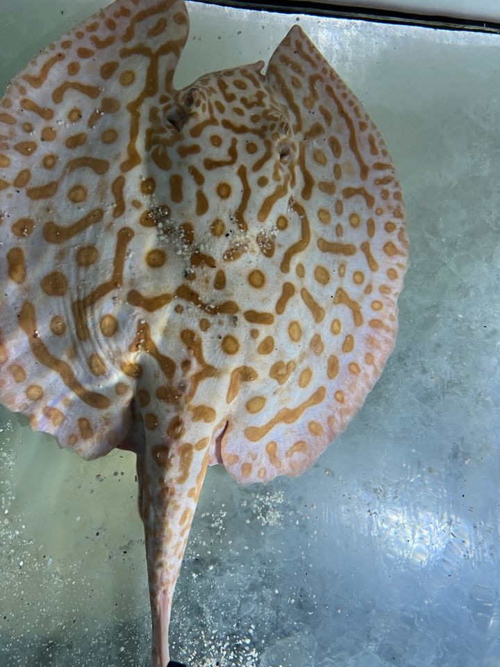 Potamotrygon Rochen Batman Albino - Arowana Wels Cichla in Gleichen