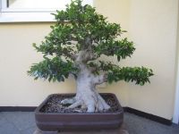 Bonsai Ficus Bayern - Pommersfelden Vorschau