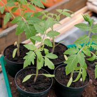 Einige Tomatenpflanzen zu verschenken Bayern - Palling Vorschau