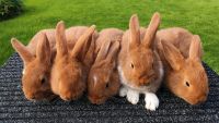 Junge Kaninchen 8 Wochen, Mecklenburger Schecken rot u. rot-weiß Nordrhein-Westfalen - Rietberg Vorschau