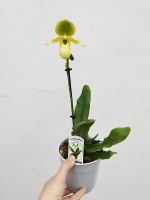 Paphiopedilum Phalaenopsis Pinocchio Frauenschuh Orchidee Sachsen - Pulsnitz Vorschau