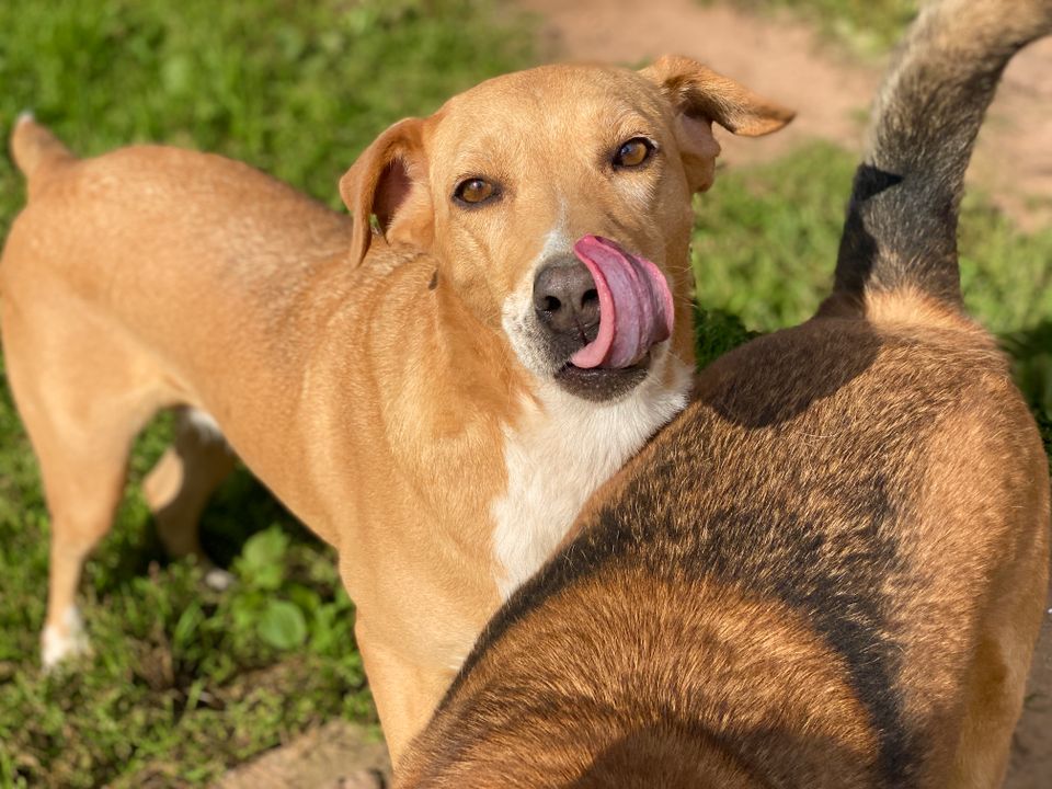 Tierschutz - Die wunderschöne Hündin Laima sucht ihr Zuhause in München