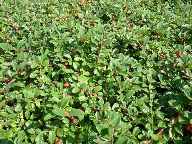 Bodendecker Kriechmispel / Zwergmispel (Cotoneaster) in Chemnitz