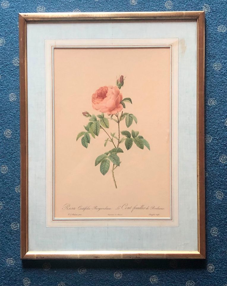 Bilder 1x Vintage Rose, 1x Tiermotiv - Foto in Schwaigern