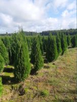 Thuja Smaragd Bayern - Schrobenhausen Vorschau