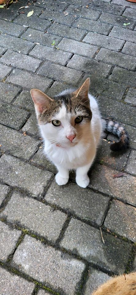 Frederick sucht ein Zuhause (Kater) in Ingelfingen