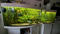 Aquarien 260 und 120 Liter von Juwel mit allem was man braucht Niedersachsen - Himmelpforten Vorschau