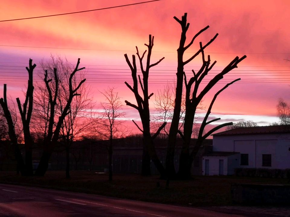 Baumpflege, Baumfällung, Baum fällen, Sturmschadenbeseidigung in Meuselwitz