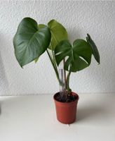 Monstera Deliciosa Bayern - Augsburg Vorschau