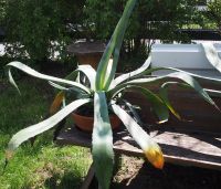 Kaktus Aloe Vera Bayern - Etzenricht Vorschau