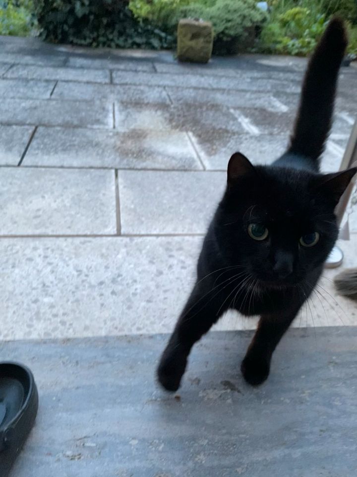 Vermisst? Schwarze Katze zugelaufen in 97525 Schwebheim in Bad Kissingen