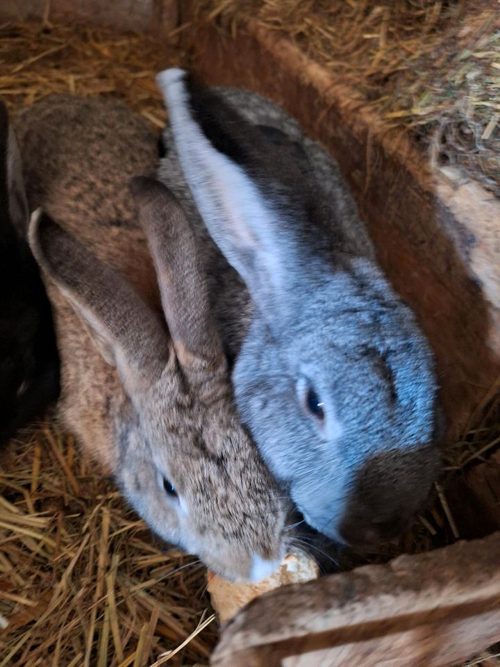 3 Kaninchen abzugeben in Gera