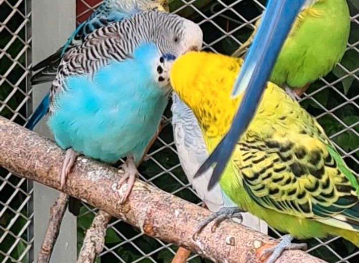 Brutpärchen Paar  Hahn Henne Wellensittich Vogel 2 Stück in Köln