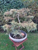 Bonsai Blauer Kriech-Wacholder Niedersachsen - Leer (Ostfriesland) Vorschau