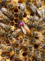 Bienenvolk auf US Dadant Brandenburg - Schönefeld Vorschau