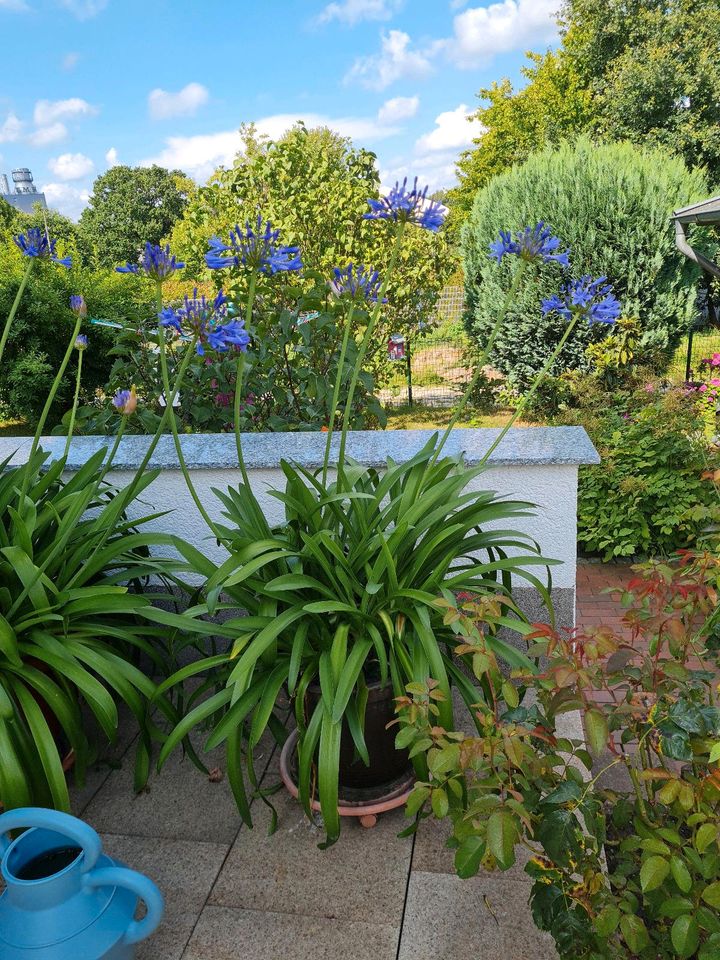 Gartenpflanze Agapanthus (Schmucklilie) in Kirchlengern