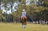 Polopferde für jedes Niveau (Polopony) Baden-Württemberg - Waldshut-Tiengen Vorschau