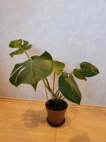 Fensterblatt Monstera Deliciosa Pflanze Zimmerpflanze Wandsbek - Hamburg Jenfeld Vorschau