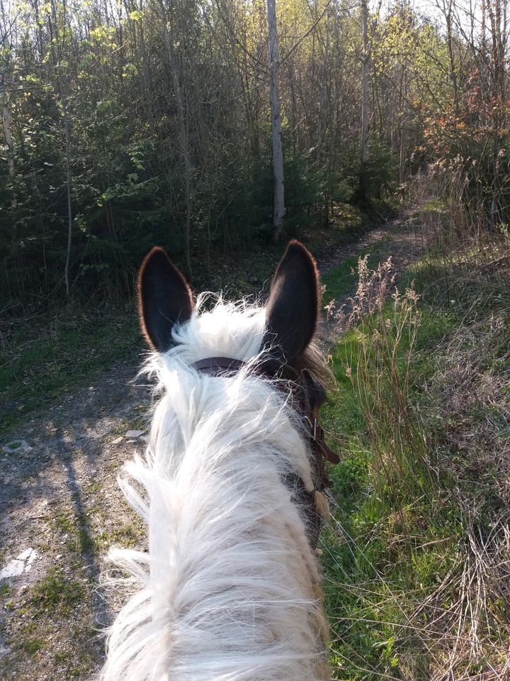 Reitbeteiligung auf Freizeit- Western Stute gesucht in Maitenbeth