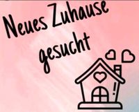 !!! DRINGEND!!! Kinder und Tierliebe Vermieter gesucht Baden-Württemberg - Leutkirch im Allgäu Vorschau