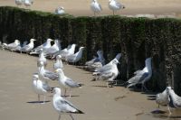 Ferienhaus in Zeeland mit Strandbude 06/07 frei SONDERPREIS Nordrhein-Westfalen - Herzogenrath Vorschau