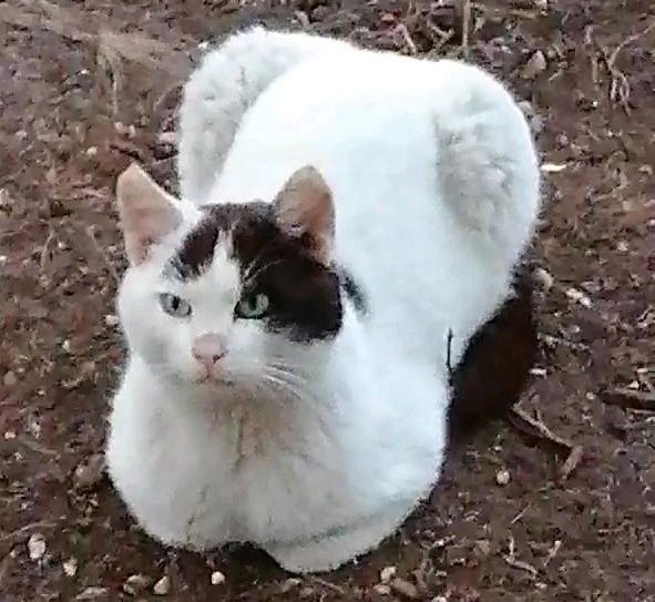 Kater, kastriert, EKH ❤️ Knubbelchen ❤️ in Jessen (Elster)