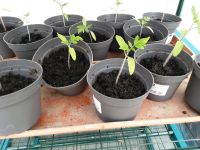 Tomatenpflanze Nordrhein-Westfalen - Kamp-Lintfort Vorschau