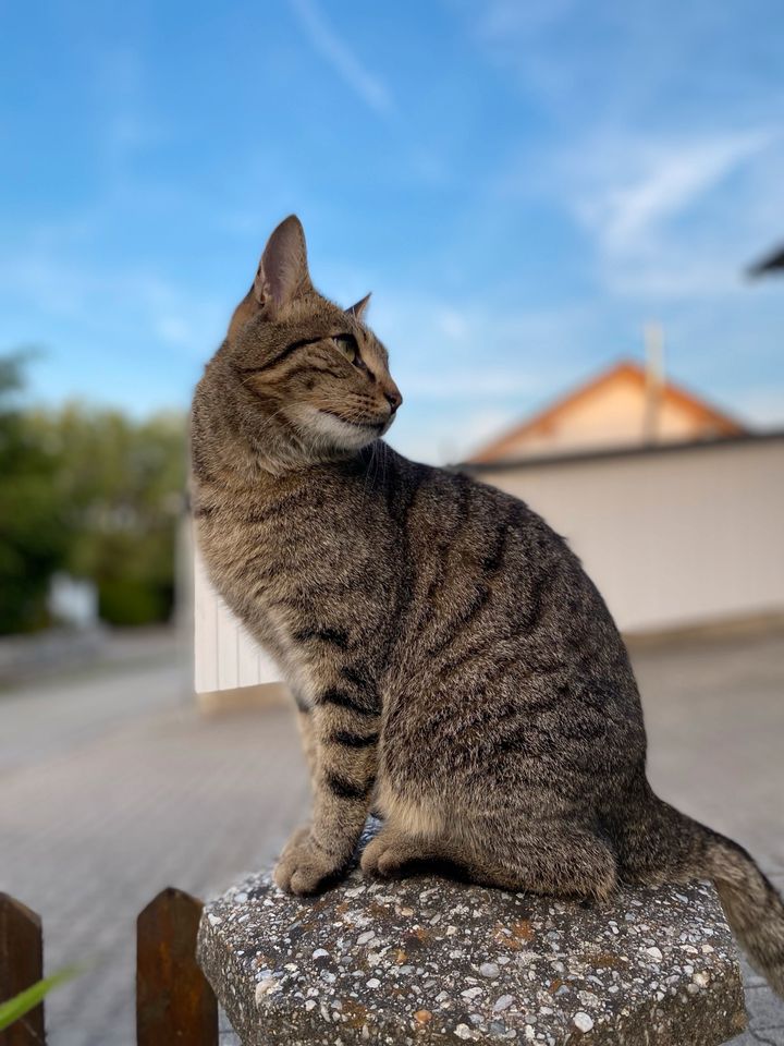 KATER VERMISST! in Neukirchen vorm Wald