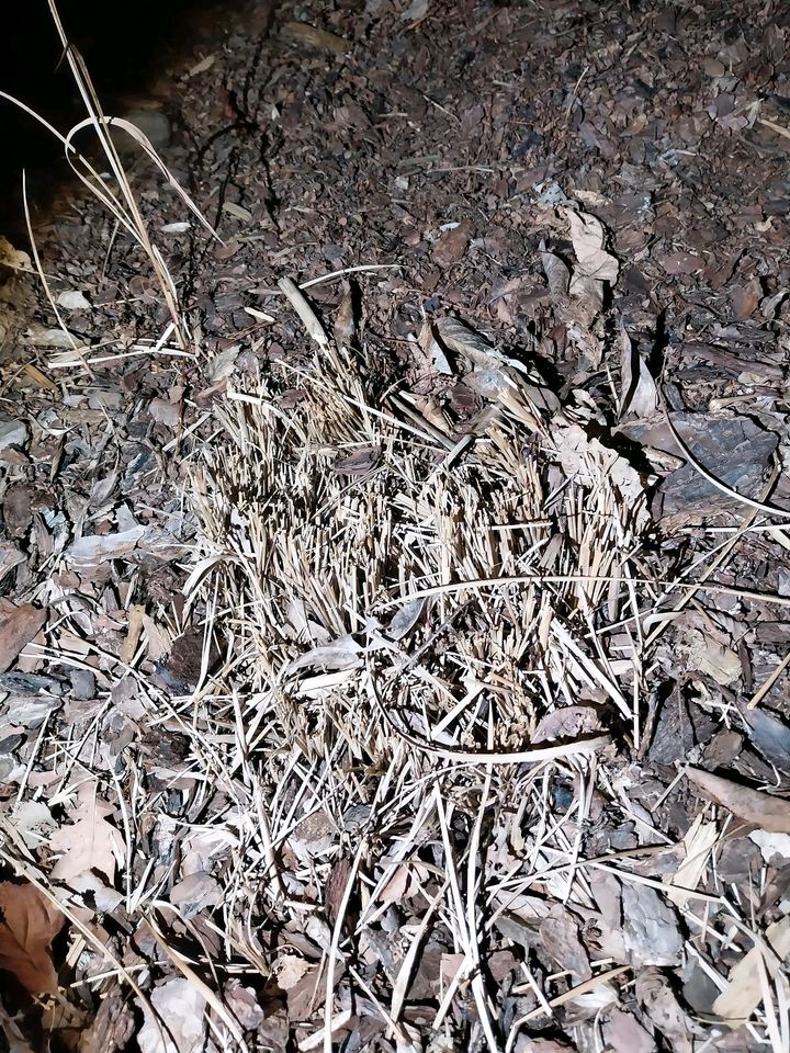 Blutgras, Gräser, Staude, Garten in Wieseth