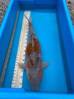 Koi Konishi Ginrin Ochiba 86cm Nordrhein-Westfalen - Pulheim Vorschau