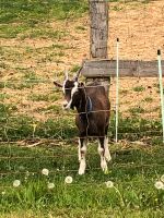 Thüringer Waldziege Bocklamm Ludwigslust - Landkreis - Dömitz Vorschau