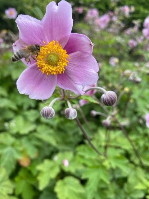 Frisch ausgebuddelte Anemonen (zartrosa) in Berlin