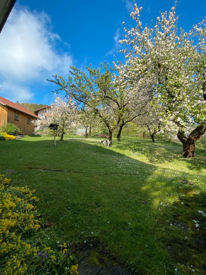 2-Familienhaus Bj. 58 mit großem Gartengrundstück im Bay. Wald in Neukirchen b Hl Blut