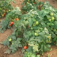 Buschtomate bis1m. Höhe Tomatenpflanzen Gemüsepflanzen Setzlinge Baden-Württemberg - Hügelsheim Vorschau