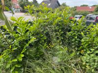 Kirschlorbeer zum selber ausgraben Schleswig-Holstein - Kattendorf Vorschau