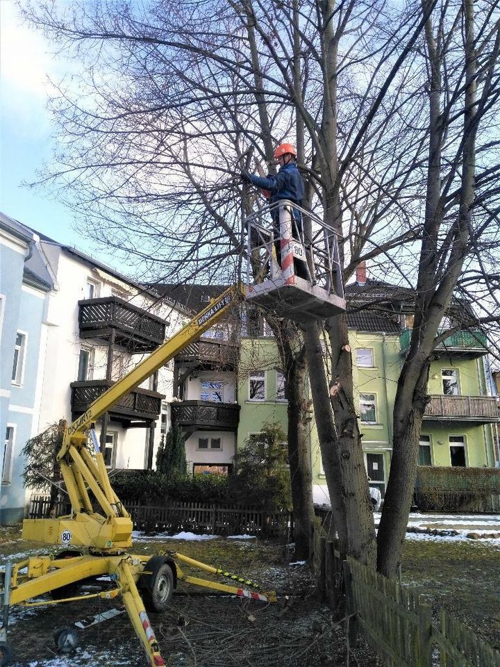 Baumfällung  Baumpflege Rasenpflege Heckenschnitt zum Fest Preis in Zwickau