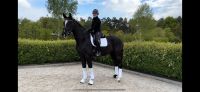 ⭐️Traum Pferd ⭐️ 4 jähriger Wallach Dressurpferd Brandenburg - Werder (Havel) Vorschau