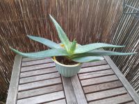 dekorative Agave Sachsen - Chemnitz Vorschau