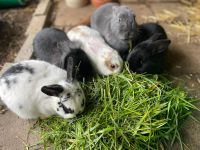 Kaninchen suchen ein neues zu Hause Hessen - Schlüchtern Vorschau