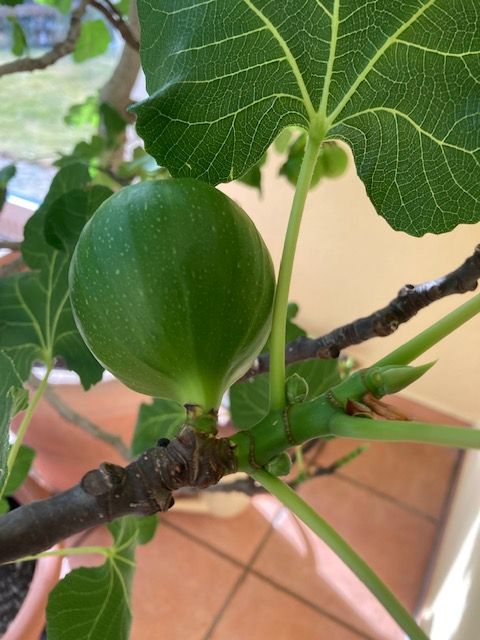 Feige, Papaya, Banane alle sicher Früchte, große Palme in Meckenbeuren