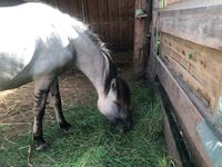 Grulla Stute  super schick Hessen - Calden Vorschau